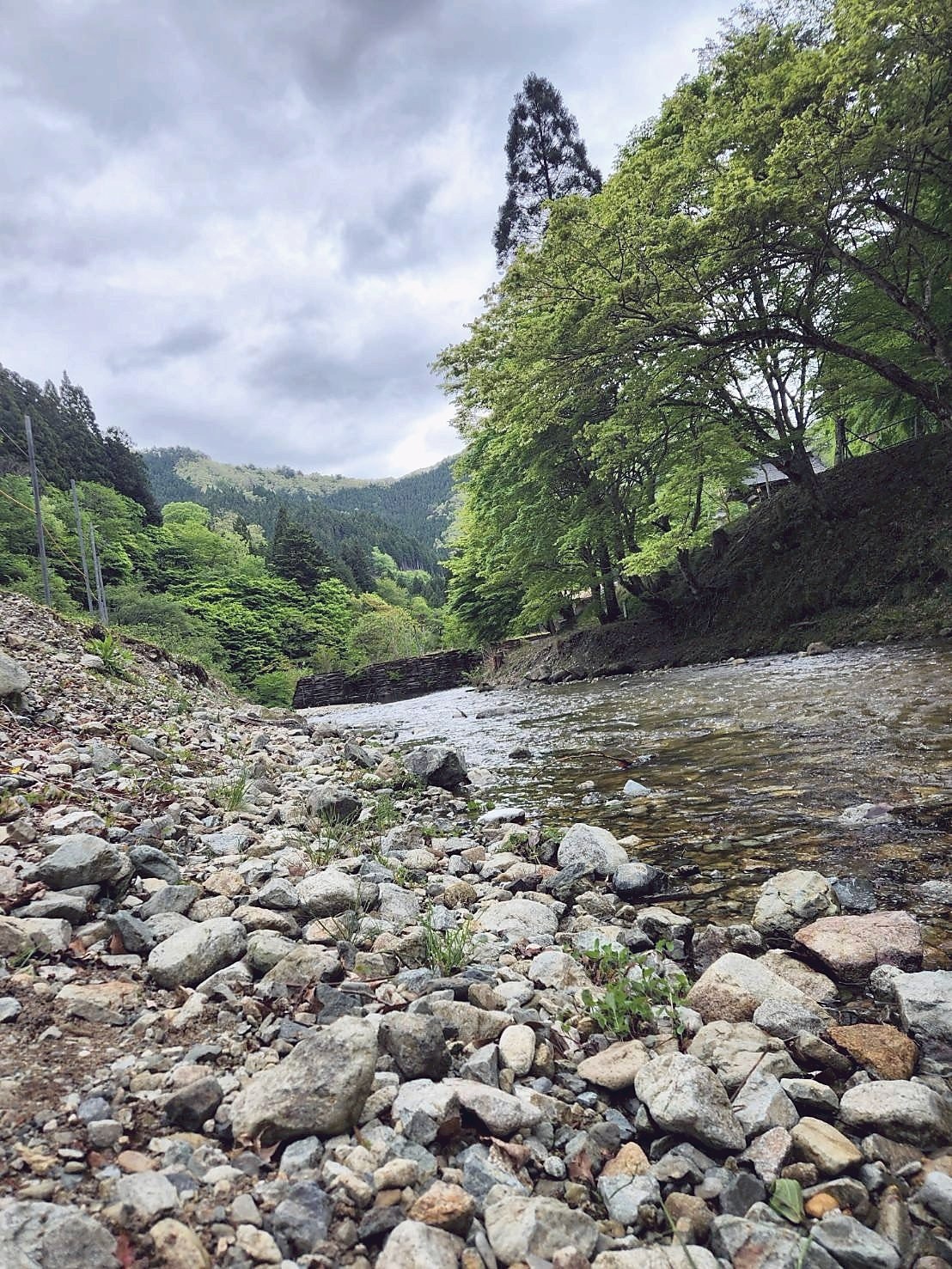 川辺の自然風景