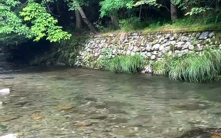 木々に囲まれた透明な川